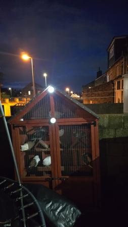 Image 4 of Good healthy pigeons all in for sale clean nice birds