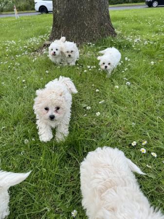 Image 6 of Bichon frise X Maltese looking for loving homes