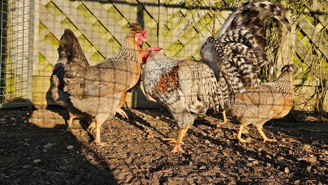Image 1 of Breeding group of cream legbars, 1 cock and 4 hens 14 months