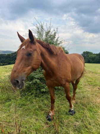 Image 11 of 17hh Irish sports horse gelding for part-loan
