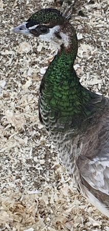 Image 9 of Peacocks, Peafowl, Peahens for sale