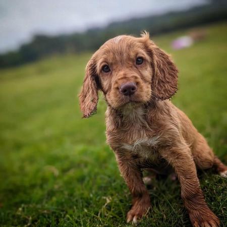Image 1 of Ready Now Exceptional KC Working Cocker Spaniel Puppies
