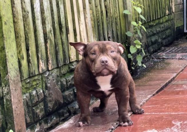 Image 3 of Beautiful pocket bully available to loving home