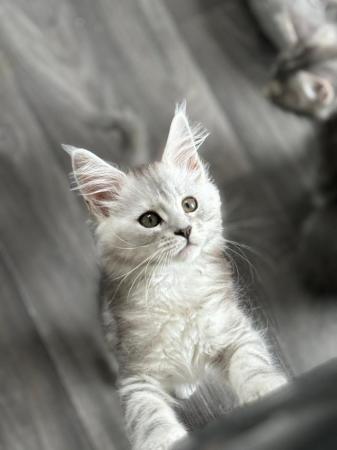 Image 14 of Stunning European Pedigree Maine Coon Kittens Ready Now