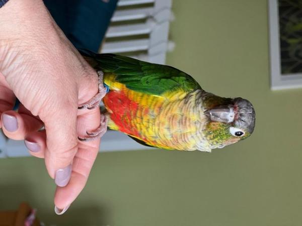 Image 4 of 1YR OLD PINEAPPLE CONURE LOOKING FOR ADVENTURES