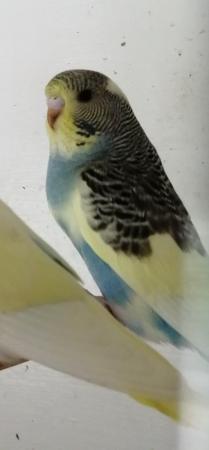 Image 12 of BABY BUDGIES for sale male and female £20each