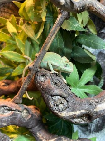 Image 4 of Baby male Veiled chameleon at urban exotics