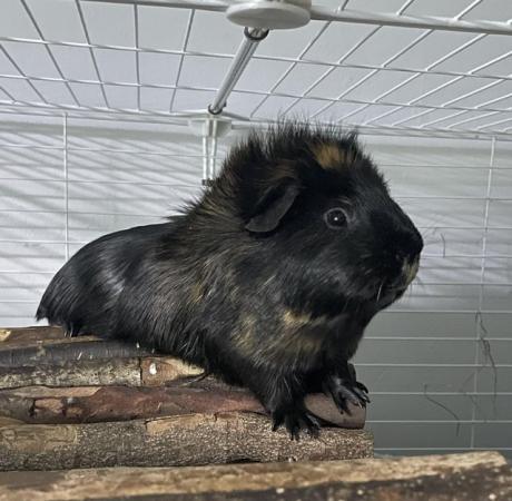 Image 3 of 2 male guinea pigs for sale