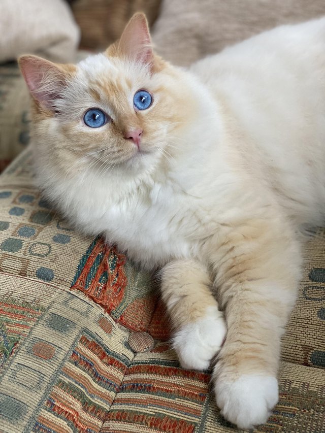 Preview of the first image of Gorgeous flame mitted Pedigree Ragdoll.