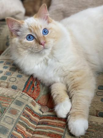 Image 1 of Gorgeous flame mitted Pedigree Ragdoll