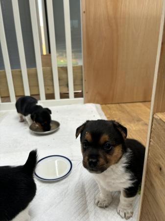 Image 8 of Jack Russell puppies ** two boys left**