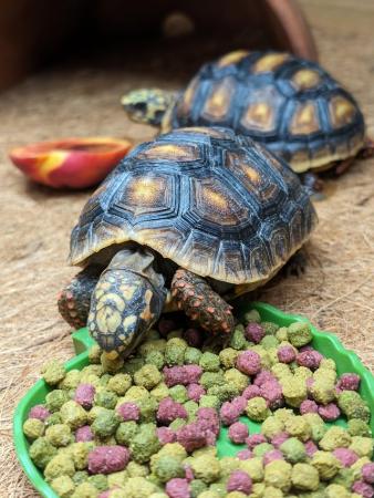 Image 8 of Pair of Red Legged Tortoise and vivarium and stand