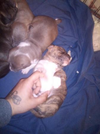 Image 4 of Staffiture terrier puppys