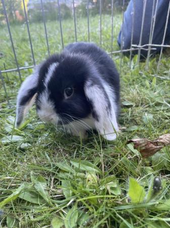 Image 13 of Mini lop rabbits ready now