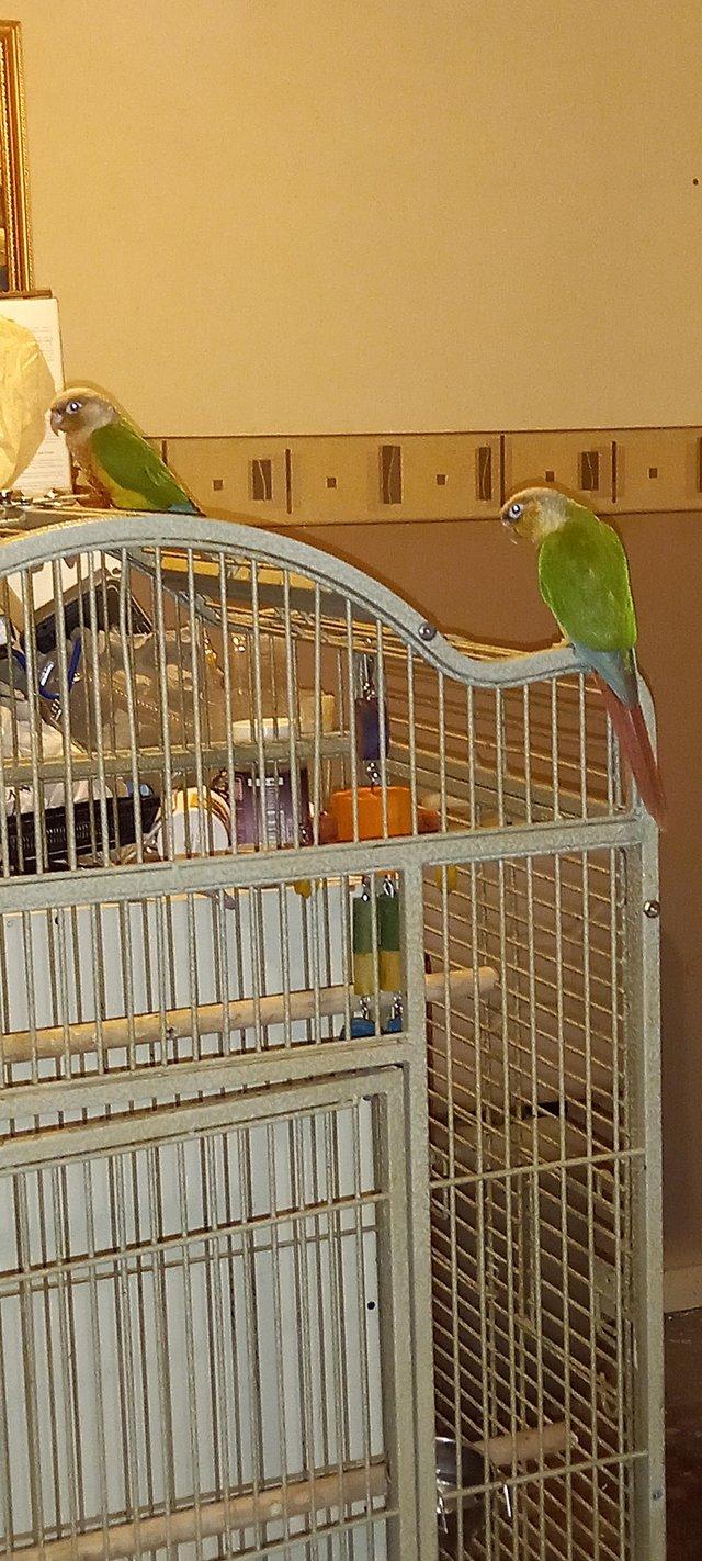 Preview of the first image of Unsexed pair pineapple conure parrots.