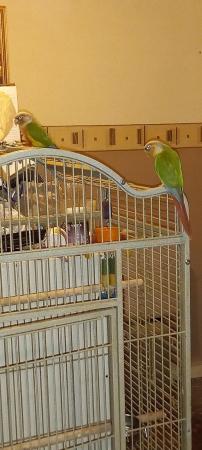 Image 1 of Unsexed pair pineapple conure parrots