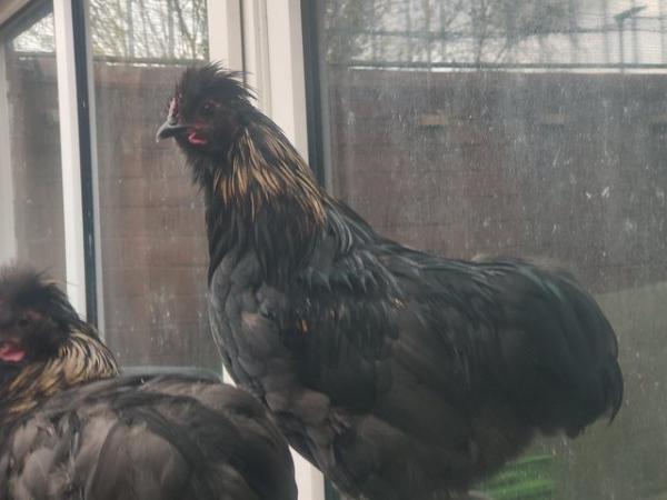 Image 5 of 3 month old Silkie x pekin rooster/cockerel