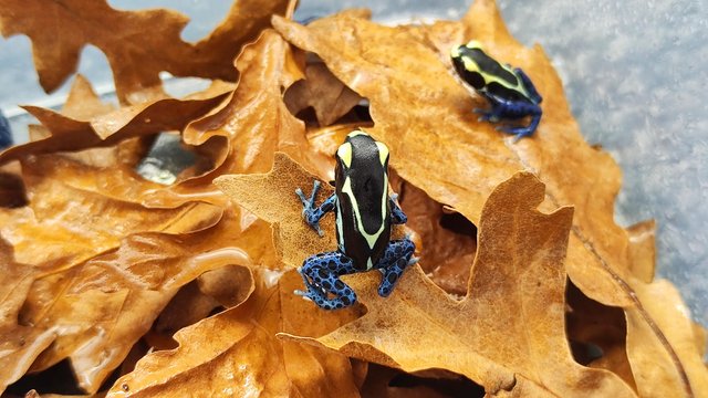 Image 4 of For sale Dendrobates tincturius powder blue froglets