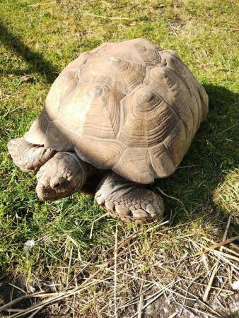 Image 2 of North west tortoise rescue. Merseyside