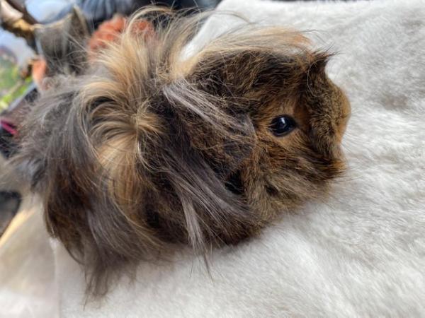 Image 15 of Beautiful long haired very friendlybaby boy guinea pigs