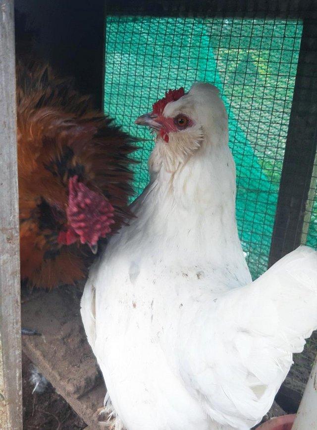 Preview of the first image of Little White Bantam Hen and Cockerel 1 yr old Breeding Pair.