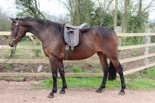 Preview of the first image of Top Class 4 year Old Mare.