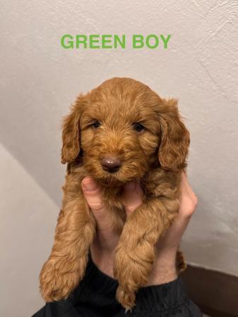 Image 10 of 2 x red male cockapoo puppies available end april