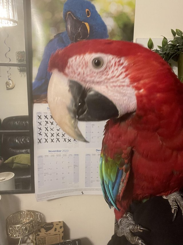 Preview of the first image of Super Tame Baby Green Winged Macaw.