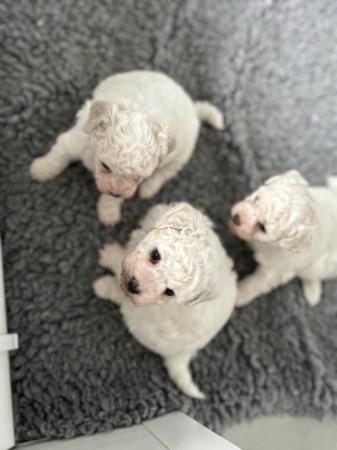 Image 8 of 2 Bishon frise pups left for sale