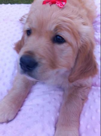 Image 22 of Golden Retriever Puppy reduced last girlMessage for detail