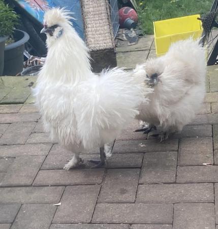 Image 6 of 6 HATCHING EGGS miniature silkies mixed colours available