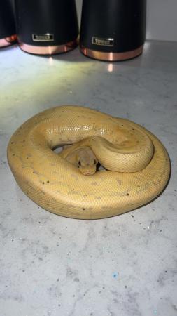 Image 3 of 2021 banana pinstripe cinnamon ball python
