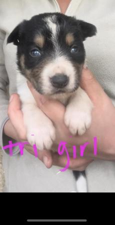Image 2 of 3/4 collie 1/4 whippet puppys - taking deposits now