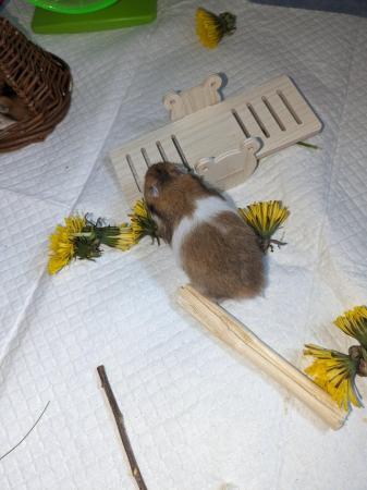 Image 12 of Baby Syrian hamsters for sale