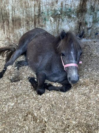 Image 2 of Grey Welsh section a filly for sale