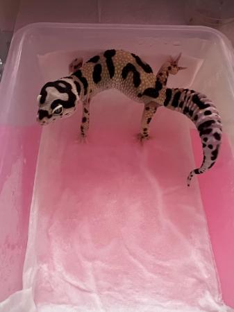 Image 2 of Female Leopard Gecko Bold Bandit No Hets