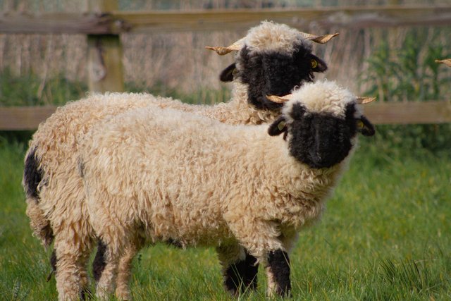 Image 2 of Valais Blacknose shearling ewes for sale