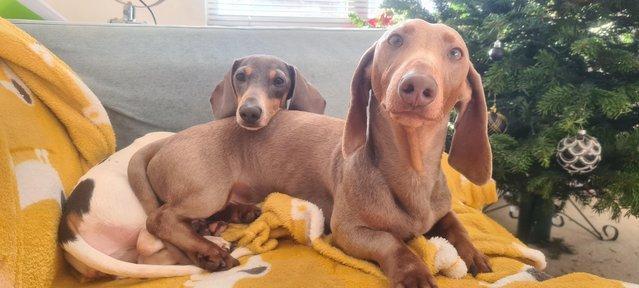Image 5 of 22 Month Old KC Reg Intact Miniature Dachshund