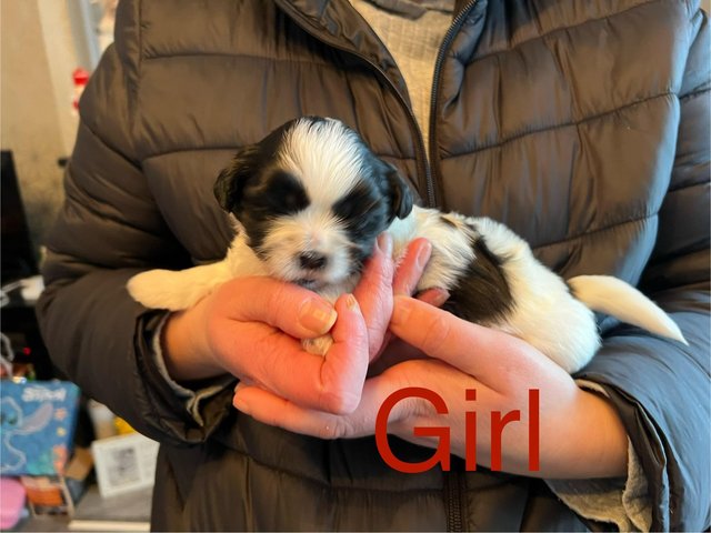 Preview of the first image of Beautiful litter of 4 Shih tzu puppies for sale.