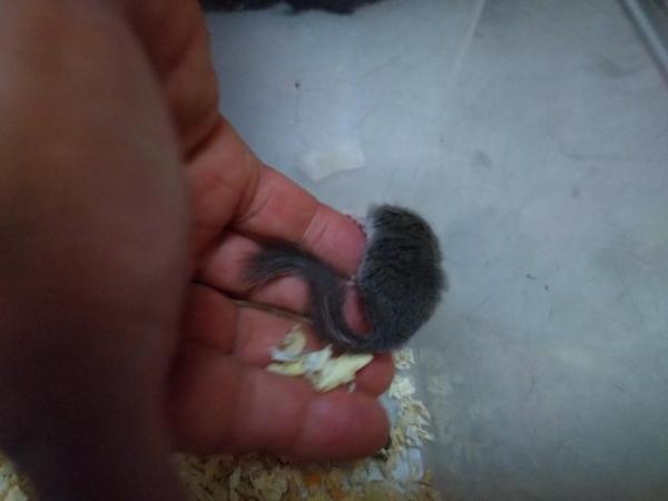 Image 2 of African pygmy dormice (micro squirrels)