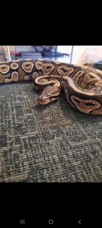 Image 5 of Royal python with full setup free to a good home