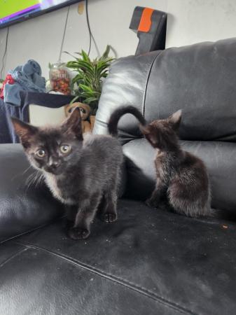 Image 3 of British blue x kittens ready now