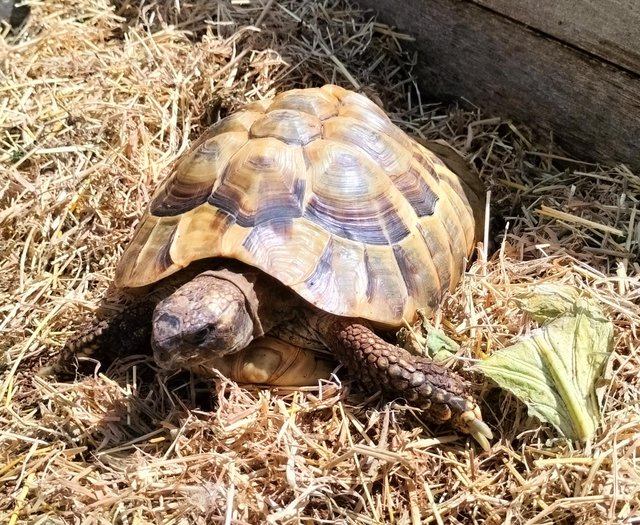 Horsefield Tortoises for sale. — photo 4 of 4