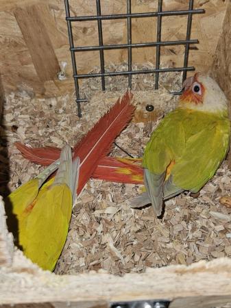 Image 3 of 3 x pairs suncheek conures