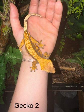 Image 7 of Crested Geckos for sale collection from Chingford.