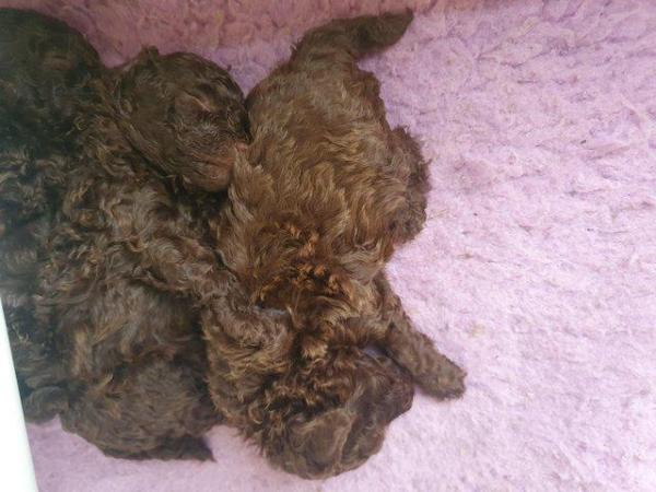 Image 23 of kc reg tiny chocolate toy poodle for stud only