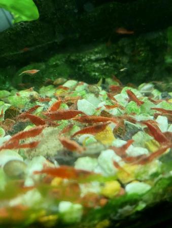 Image 2 of 24 Red Cherry Shrimp only £20