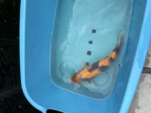 Image 1 of Jaapanese Koi reared from Fry