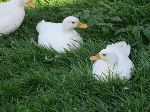 Image 5 of White Call Ducks, 3 boys available.
