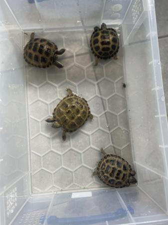 Image 4 of CB23 Horsefield/Russian Tortoises ready for new homes